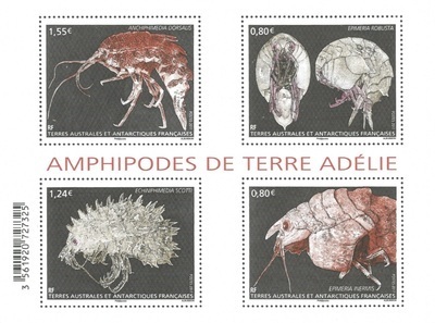 TAAFF807 - Philatélie 50 – Timbre des terres australes et antarctiques françaises N° F807